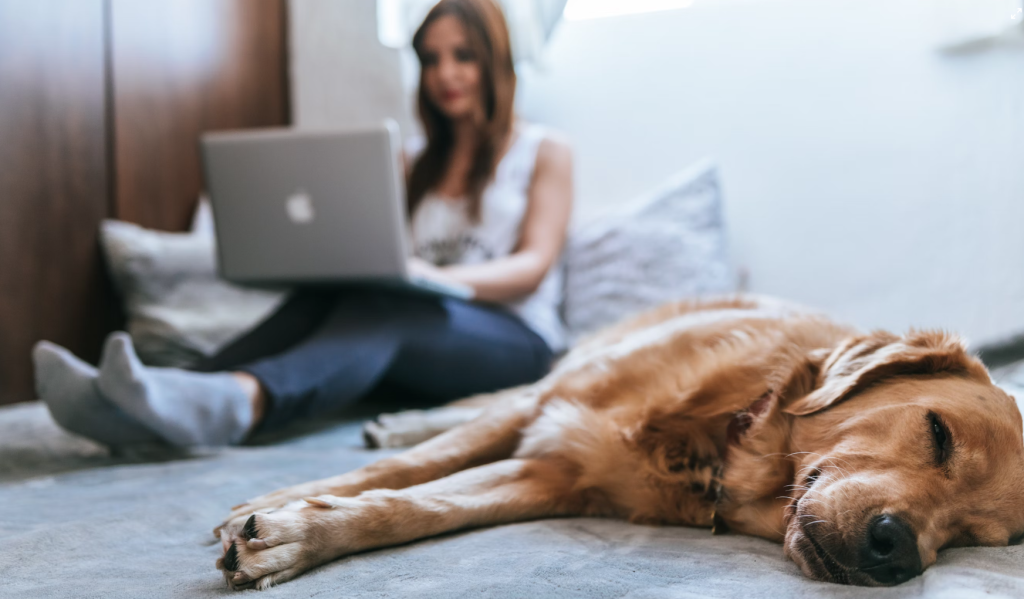 Alt text: "Woman creating YouTube content on MacBook with sleeping golden retriever in sunlit bedroom Creatorpoint – Creator Knowledge, Simplified. The best resources, podcast summaries, and learning for creators.