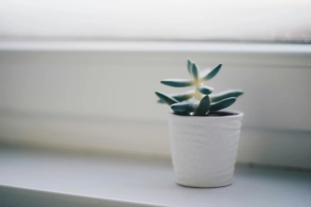 Discover a tranquil podcast setup with a small succulent plant in a white pot on a softly-lit windowsill. The lush green leaves and minimalist design create serene ambiance, perfect for creators. Creatorpoint – Creator Knowledge, Simplified. The best resources, podcast summaries, and learning for creators.